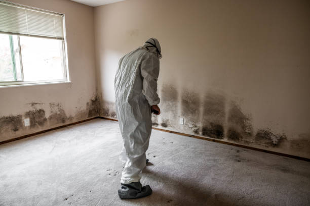 Best DIY Mold Remediation Support Services in Spring Lake, MI